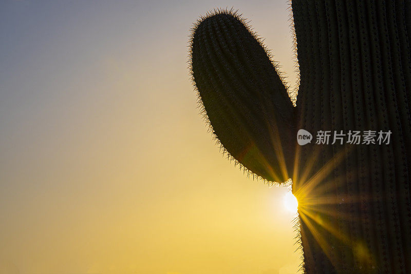 日落时分的仙人掌景观