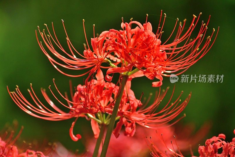 蜘蛛百合花，日高市，日本