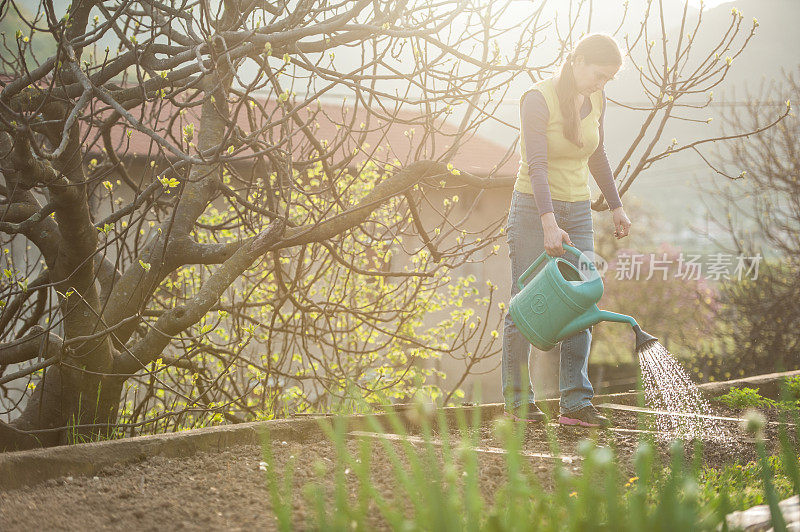 日落时分，年轻女子在花园里浇灌蔬菜