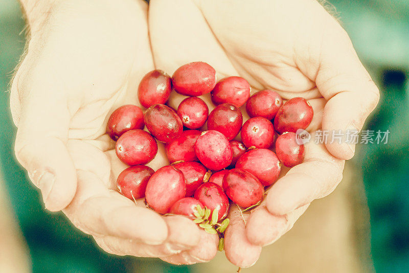 沼泽中的蔓越莓