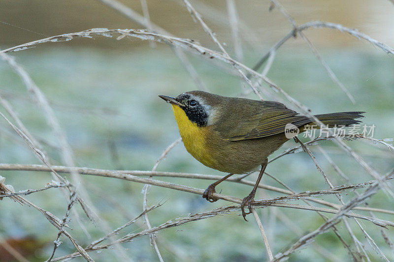 男性常见Yellowthroat