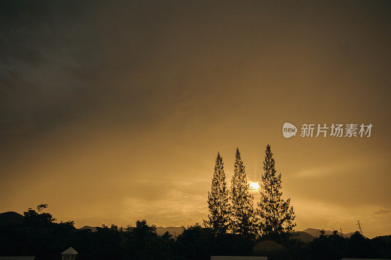 夕阳下的三棵松树