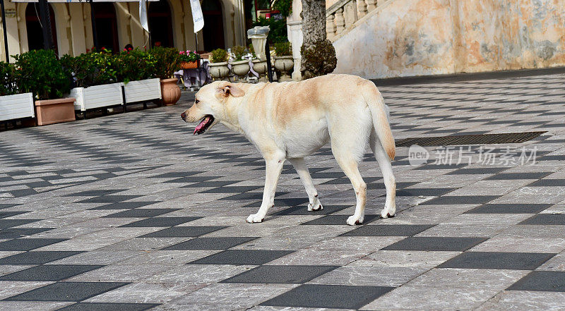 西西里的拉布拉多寻回犬