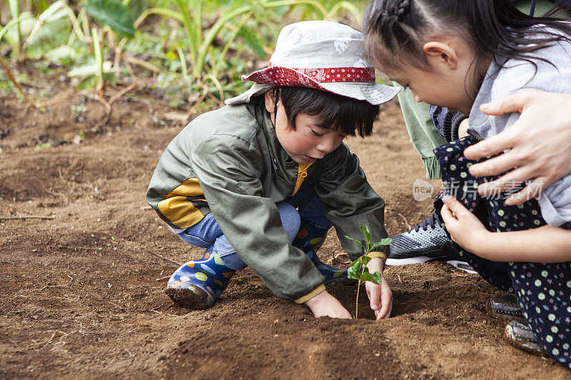 爸爸、漂亮女孩和漂亮男孩在农场里种苗。