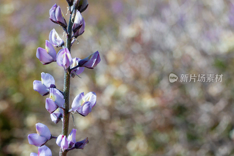 沙漠花