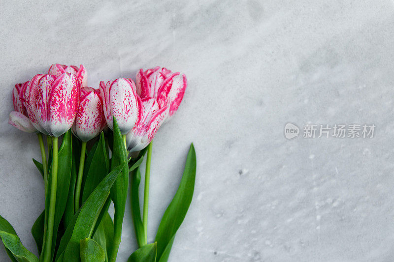 粉色郁金香花束在灰色大理石背景与复制空间。平躺