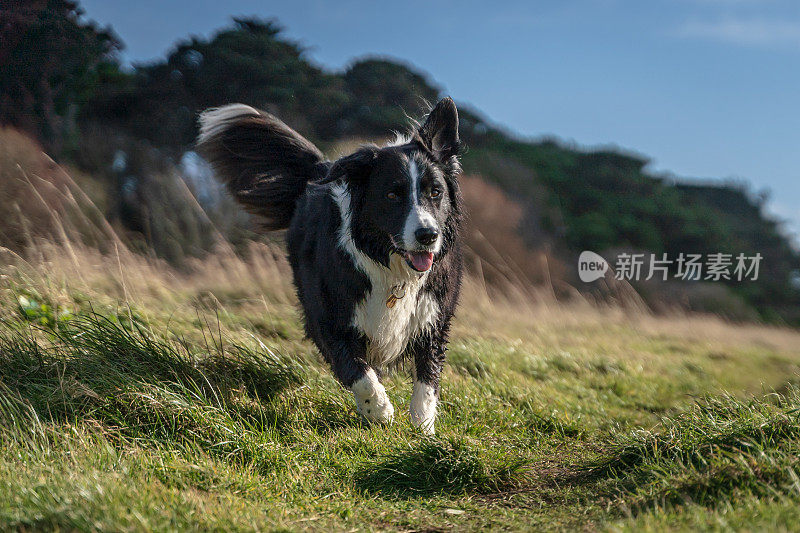 在一个阳光明媚的日子里，快乐的边境牧羊犬在草地上有选择地散步