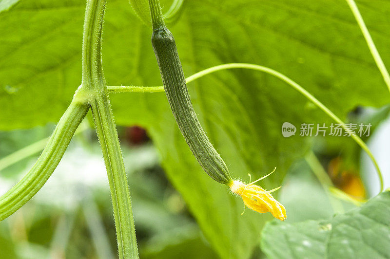 枝条上有花的新鲜小黄瓜