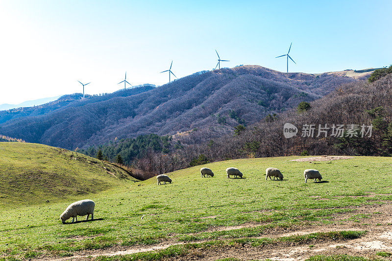 大华岭农场的风力发电机和秋季景观Vd737