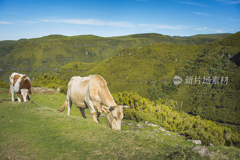 马德拉风光，牛在岛上吃草