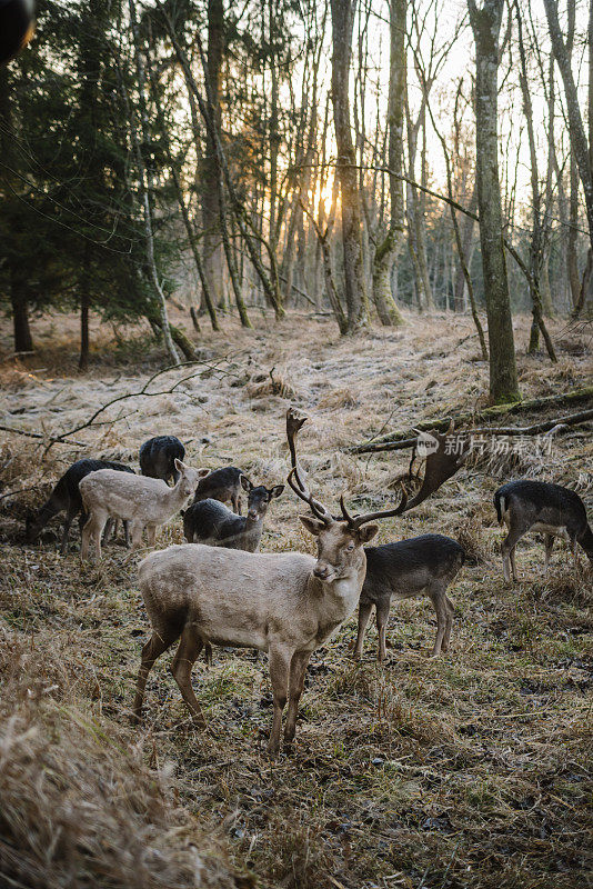 冬天阳光下的驯鹿。巴伐利亚，兰德斯伯格和莱赫