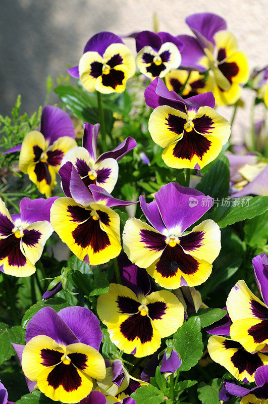 一群紫黄色的三色堇在春天开花。前视图。