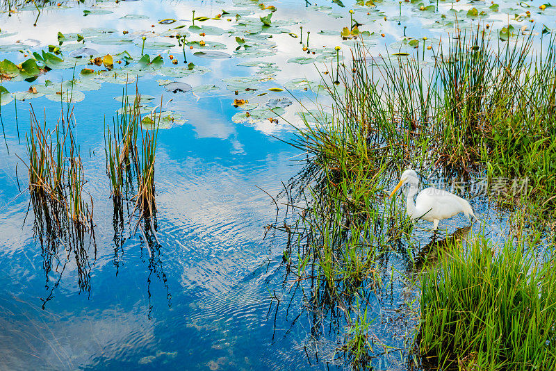 大白鹭在大沼泽国家公园湿地景观美国佛罗里达州