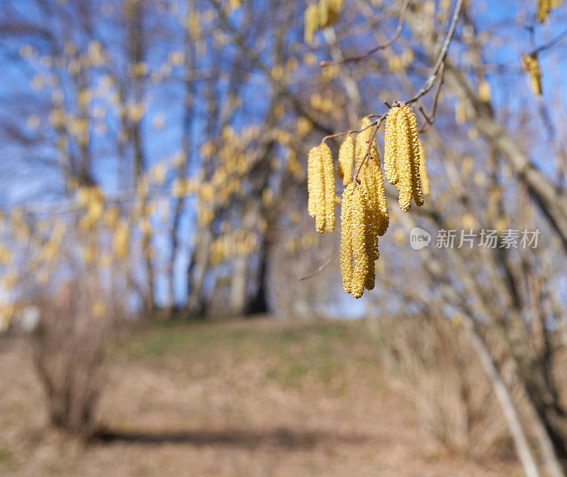 3月挪威奥斯陆的榛絮