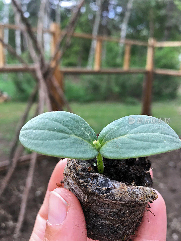 黄瓜苗在泥炭盆中，准备春季种植