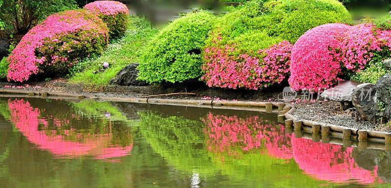 池塘上杜鹃花的对称倒影