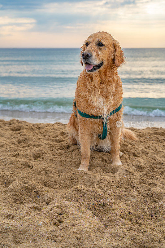 可爱的金毛猎犬站在沙滩上，以大海为背景，在日出摆姿势