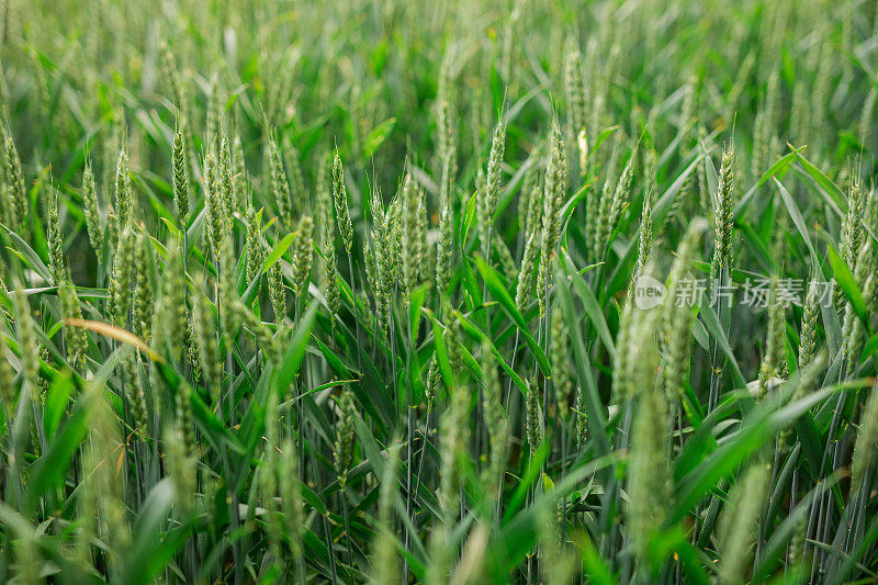 小麦背景图片与绿色的穗