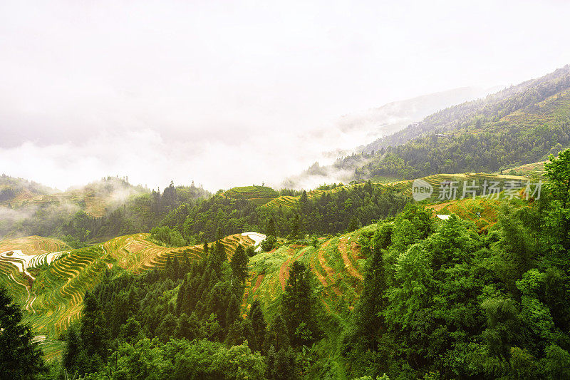 龙胜稻田的全景