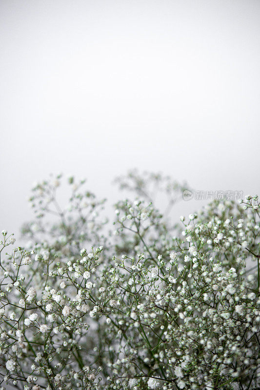 近距离观察孤立在白色背景和拷贝空间上的白色gypsophila花