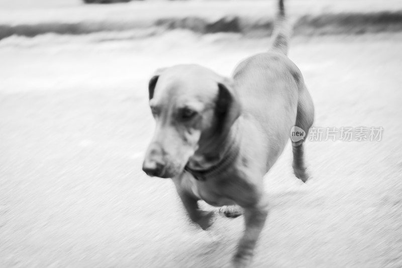古巴哈瓦那的黑白流浪狗