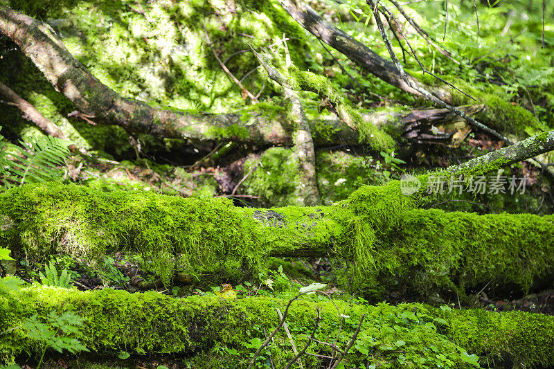 森林地面上的苔藓微距特写背景