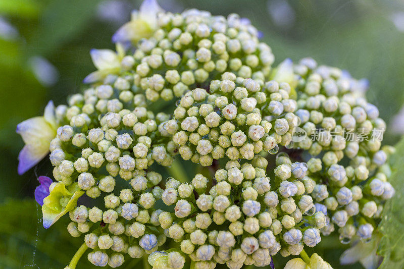 绣球植物叶和花的微照片