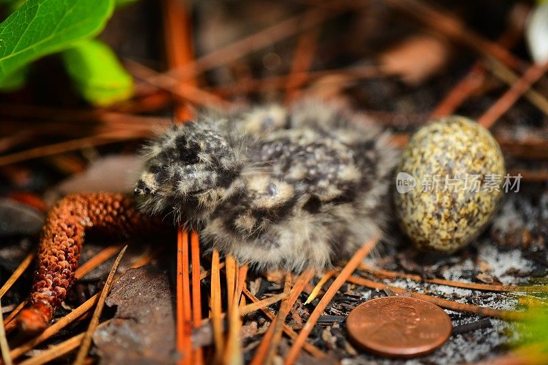夜鹰的地面巢和雏鸟，未开封的蛋和硬币的比例