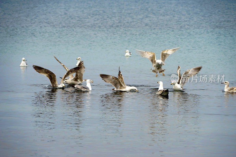 一群海鸥漂浮在海面上