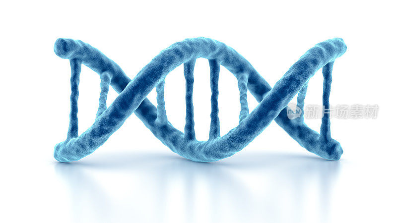 DNA链。双螺旋结构。孤立在白色背景上。
