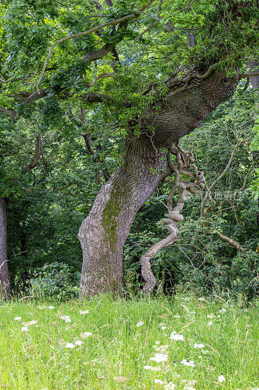 在英国北约克郡的一片长满野花的草地上，生长着多节和扭曲的树干。