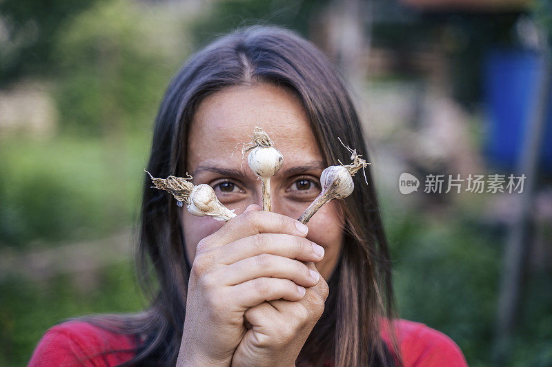 大蒜。照顾花园中的植物。园艺和农业。