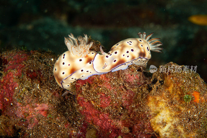 海洋生物。彩色的海蛞蝓水下生物裸鳃