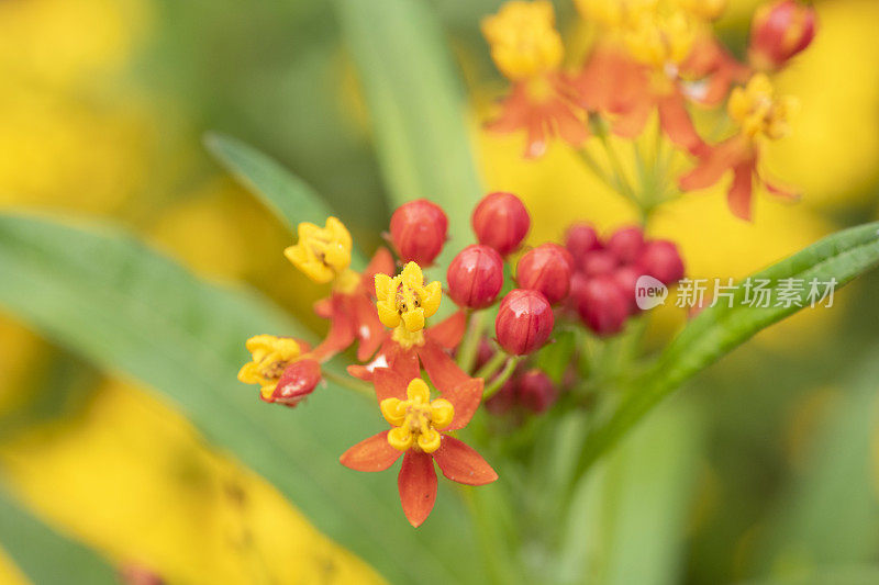 热带乳草属植物