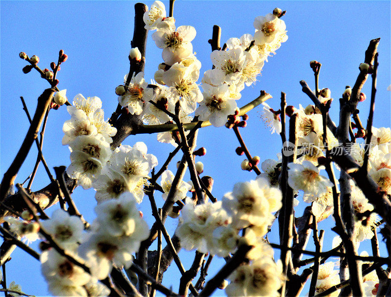 日本。3月。初升的太阳与盛开的梅花嬉戏。