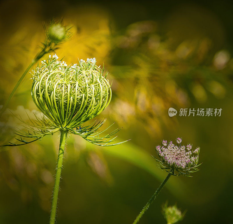 近景的桃卡罗塔香草与软焦点在背景