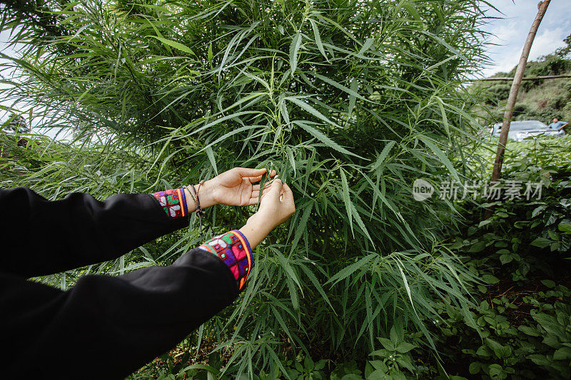 手握大麻叶在成熟的茎。