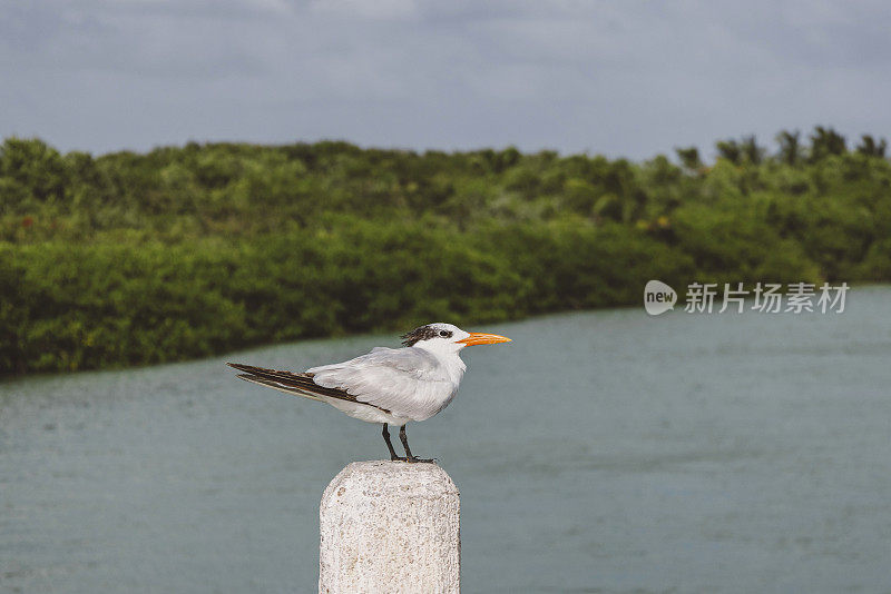 墨西哥丛林中的一只鸟