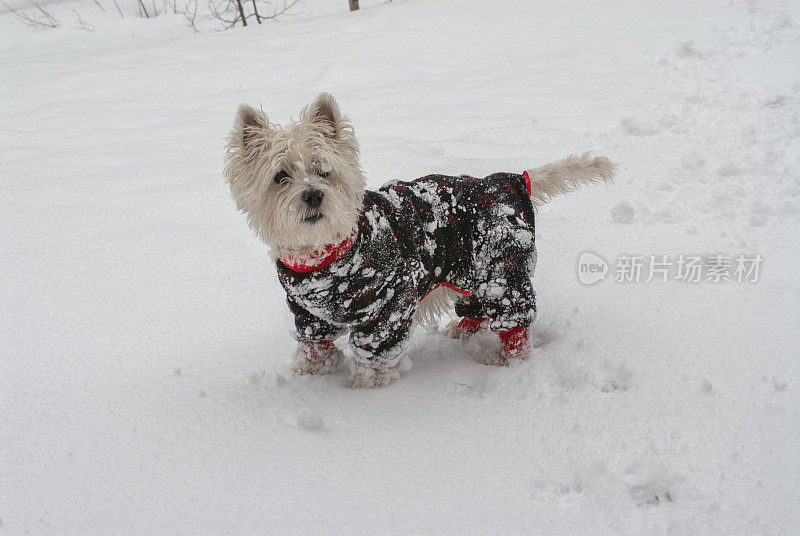 雪中的西部高地白梗