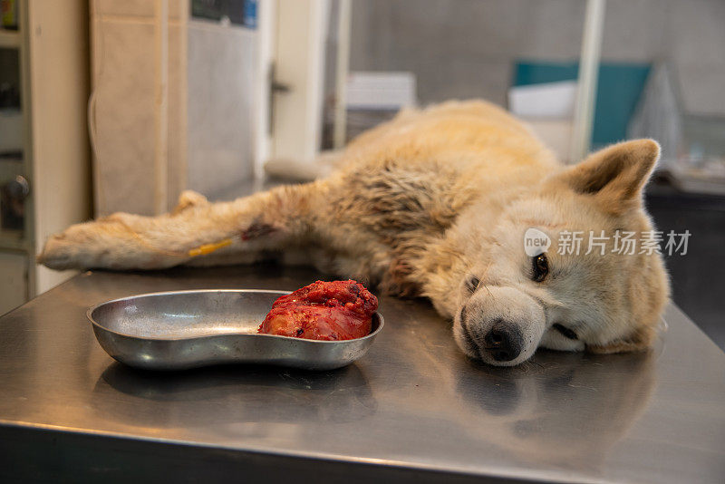 手术的秋田犬躺在检查台上，碗里有肿瘤