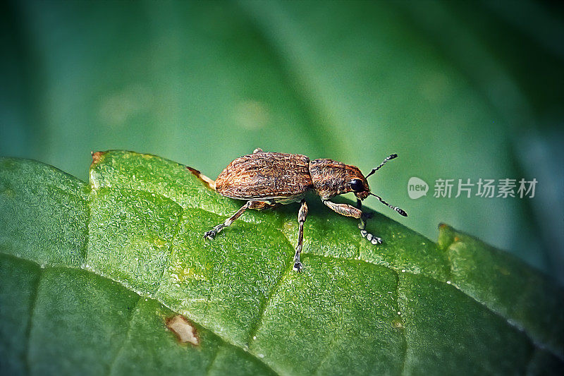 豌豆叶象鼻虫昆虫