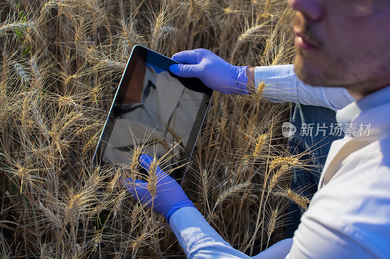 男性农学家生物学家，植物研究员农民，基因科学家，检查小麦的生长日出和收获，文化科学家使用平板电脑，笔记本电脑，穿着白大褂和手套