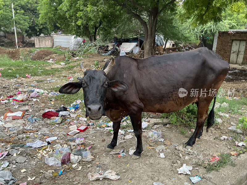 印度野生圣牛的特写图像在荒地上覆盖着苍蝇倒垃圾，捡垃圾，看着相机，聚焦前景