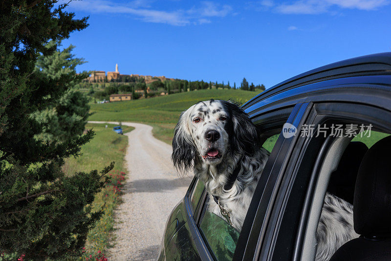 车窗外的英国猎犬