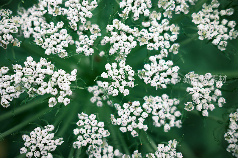 小的野花