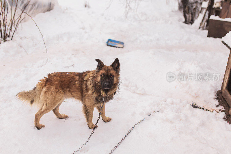 雪地上，狗拴在摊位附近的链子上。冬天在户外的动物。寒冷的天气。气候。农场里的宠物