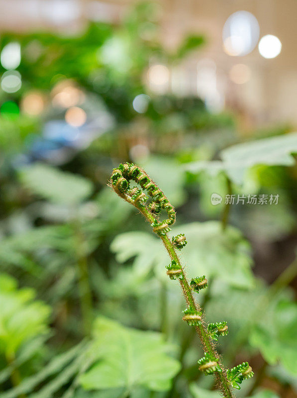 蕨类植物芽特写