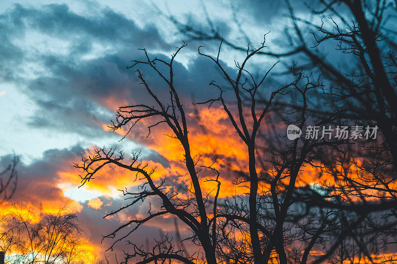冬日里光秃秃的树，映衬着色彩斑斓的夕阳