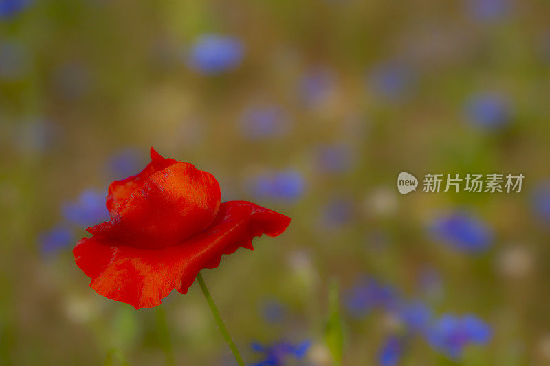 罂粟花前面的焦矢车菊