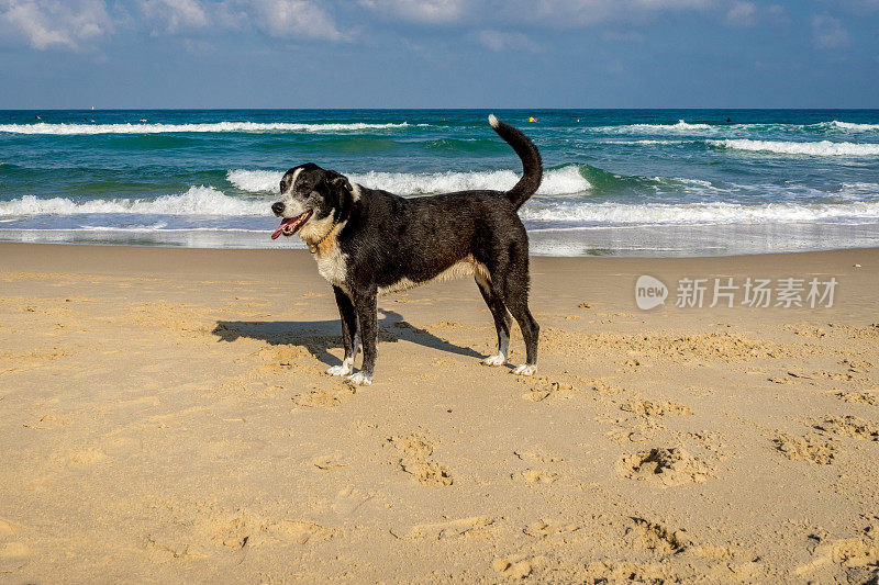 老狗站在沙滩上，背景是美丽的海洋和多云的蓝天
